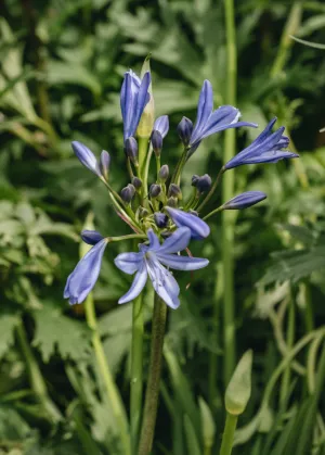 Agapanthus Lapis Lazuli